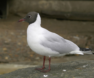 Цахлай (Хүрэнтолгойт цахлай)